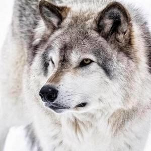 Meet your Posher, Annie